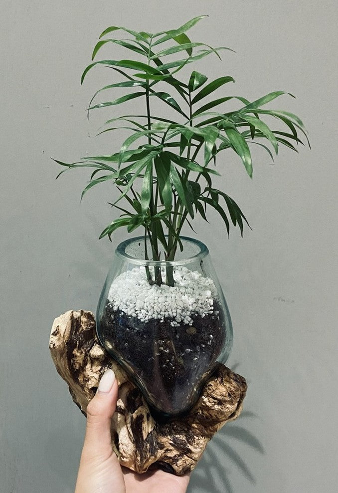 桐のビア杯　鳳凰